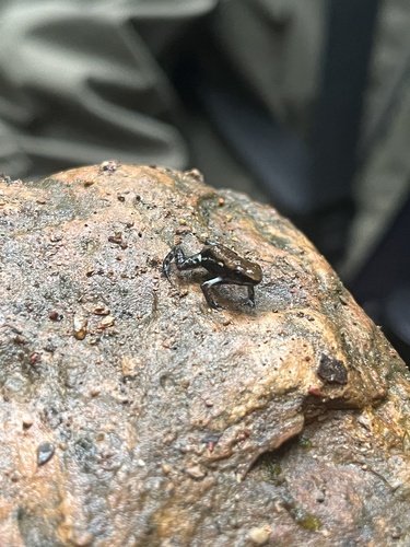 Darwin Wallace poison frog, Epipedobates espinosai