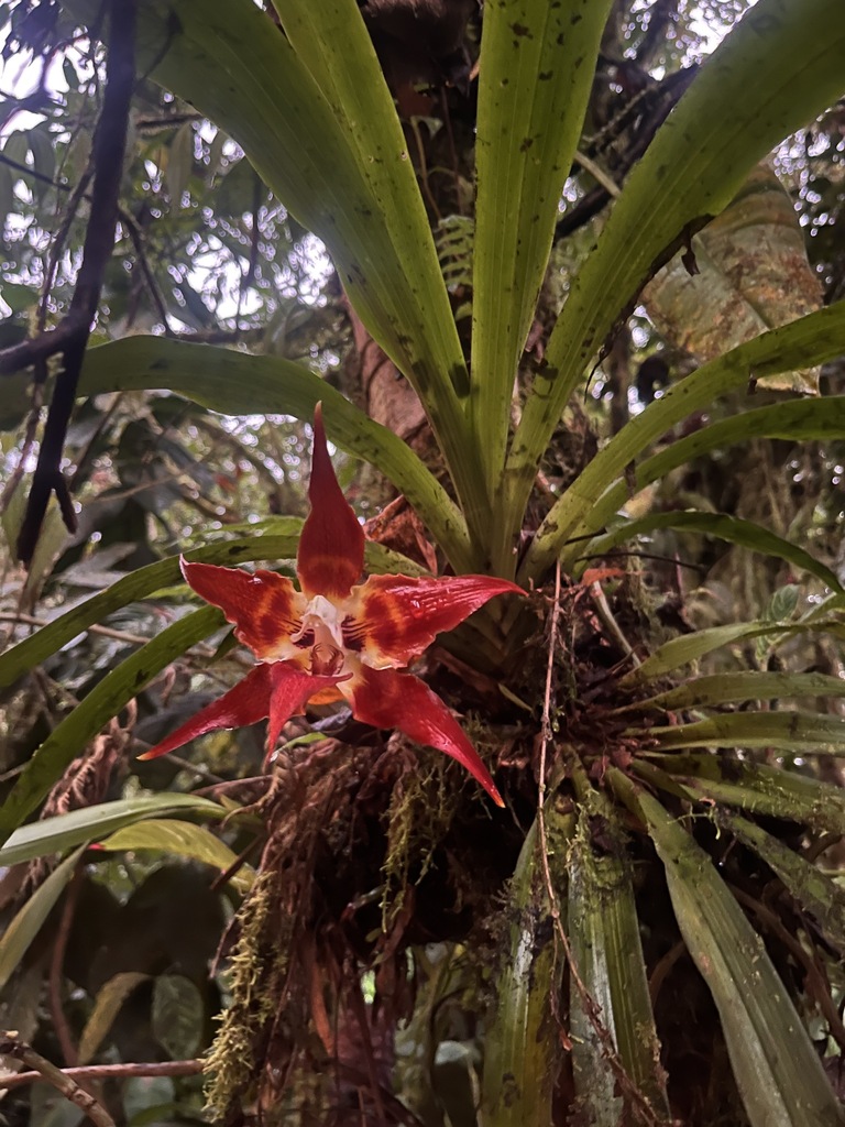 Huntleya wallisii