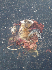 Poliocitellus franklinii