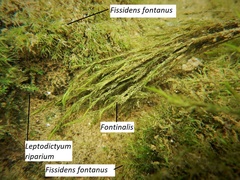 Fissidens fontanus