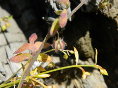 Nemophila breviflora