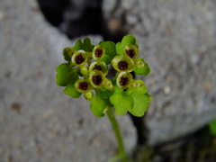 Chrysosplenium tetrandrum