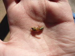 Polistes dominula