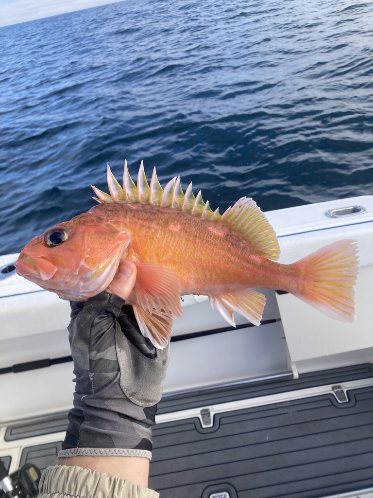 Greenblotched Rockfish