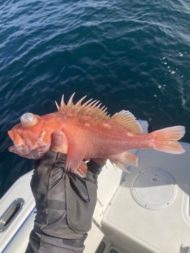 Pink rockfish (Sebastes eos) — Sebastidae — 4
