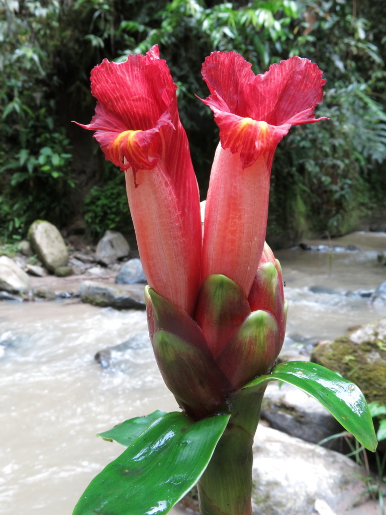 Costus zamoranus