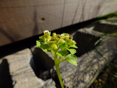 Chrysosplenium tetrandrum