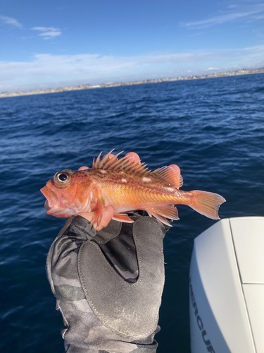 Greenblotched rockfish (Sebastes rosenblatti) — Sebastidae