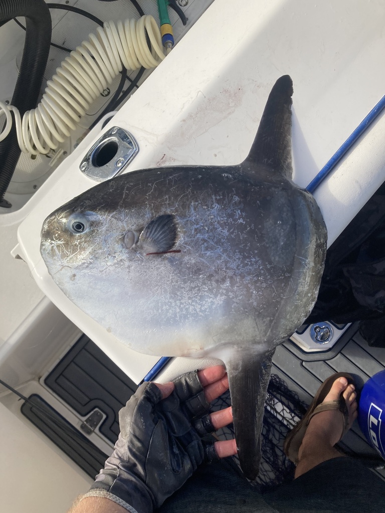 Photo of Ocean sunfish (Mola mola)