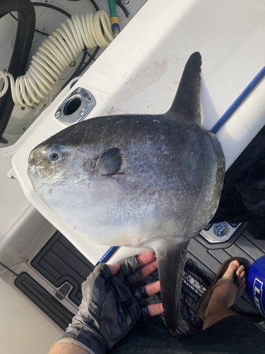 Photo of Ocean sunfish (Mola mola)