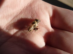 Apis mellifera