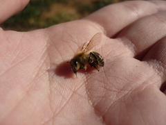 Apis mellifera