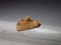 Tortricidia testacea