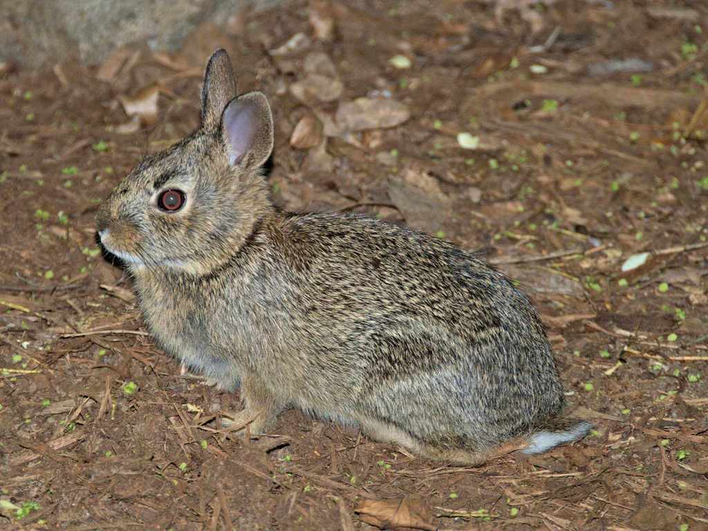 New England Cottontail