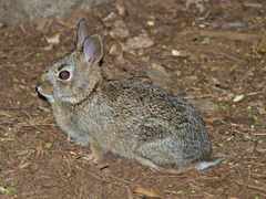 Sylvilagus transitionalis