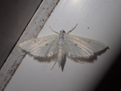 Parapoynx allionealis