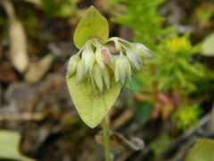 Mertensia longiflora