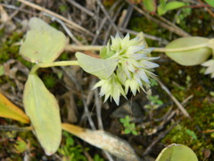 Mertensia longiflora