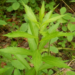 Solidago lepida lepida