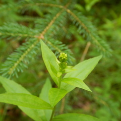 Solidago lepida lepida