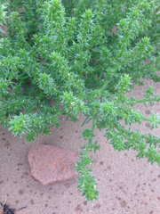 Salsola kali kali
