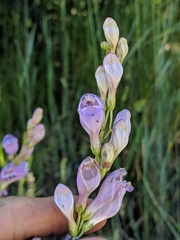 Penstemon comarrhenus
