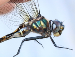 Somatochlora forcipata