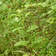 Astragalus americanus