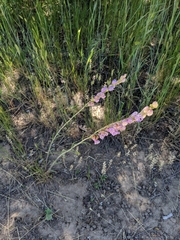 Penstemon comarrhenus
