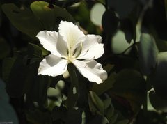Bauhinia variegata candida