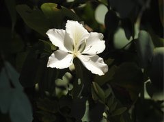Bauhinia variegata candida