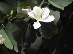 Bauhinia variegata candida