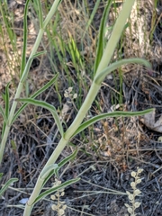Penstemon comarrhenus