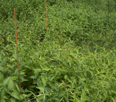 Vincetoxicum rossicum