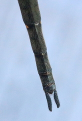 Somatochlora forcipata