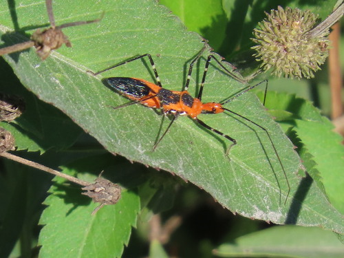 Milkweed Assassin Bug