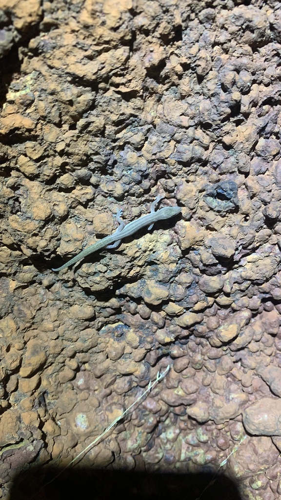 Northern Clawless Gecko