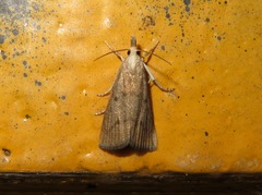 Calamotropha paludella