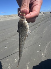 Sandfish photo 3