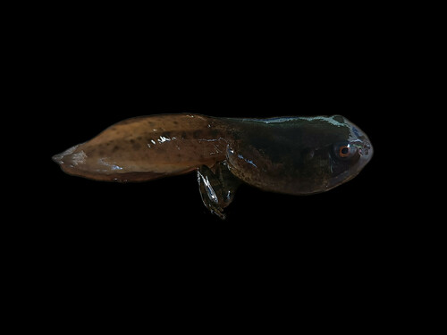 Vaillant's Frog