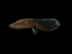 Vaillant's Frog photo 1