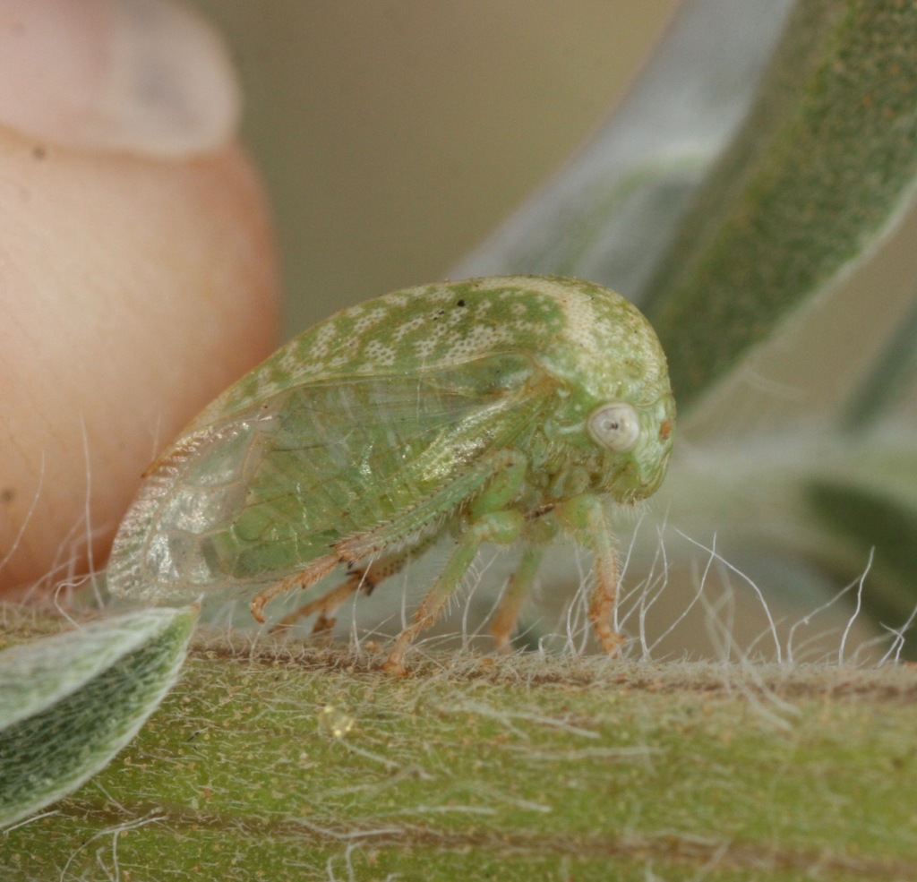 Anisostylus fulgidus