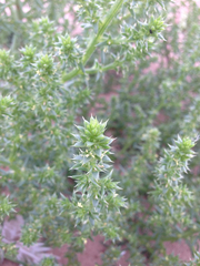 Salsola kali kali
