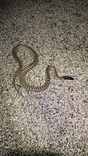 Black-headed Python sighting