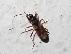 Eremocoris fenestratus