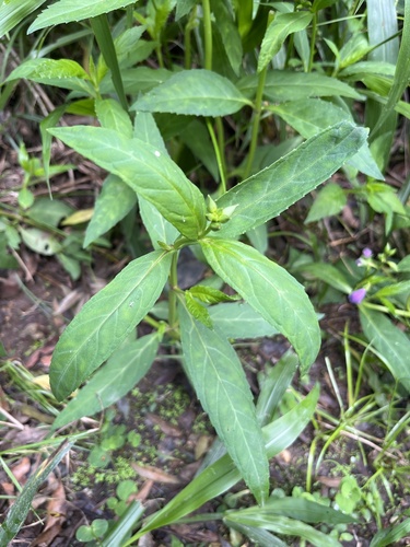 Image of Artanema fimbriatum by no rights reserved