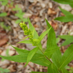 Solidago lepida lepida