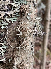 Ramalina dilacerata