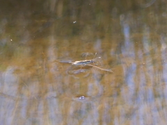 Limnoporus notabilis