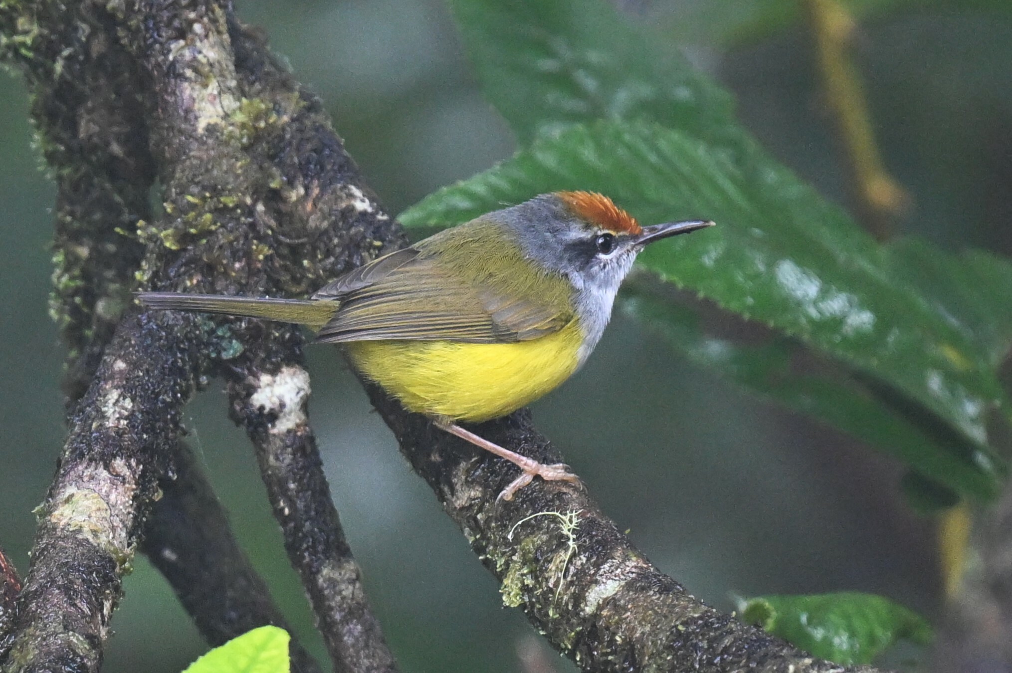 Mountain Tailorbird